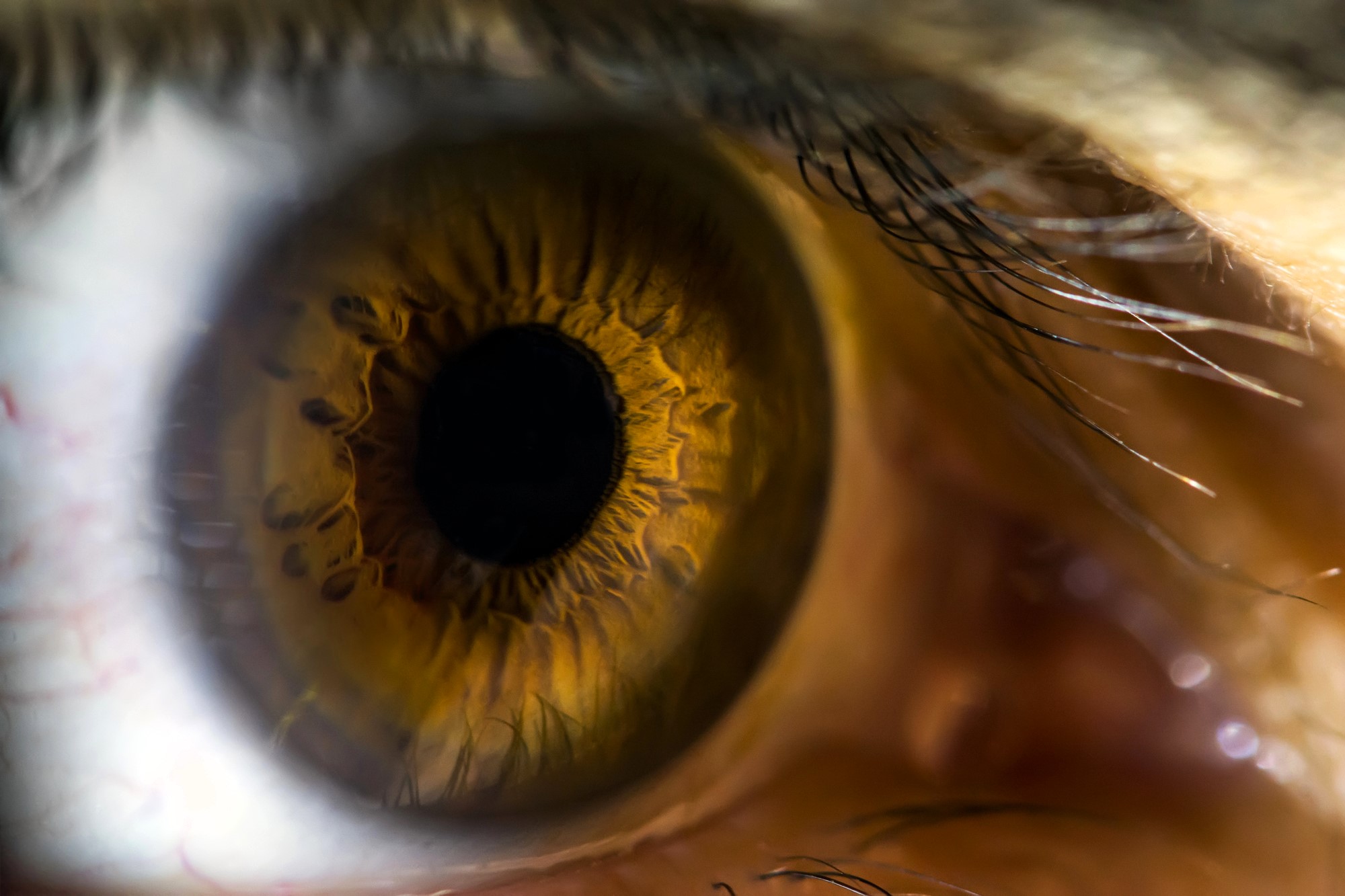 Close-up photo of a human eye with a golden-brown iris and a black pupil. The intricate patterns in the iris are visible, with reflections of light on the eye, surrounded by eyelashes and skin.