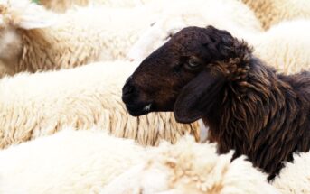 A single brown sheep stands out among a flock of white sheep. The brown sheep is in focus, surrounded by the soft texture of woolly white companions, creating a striking contrast.