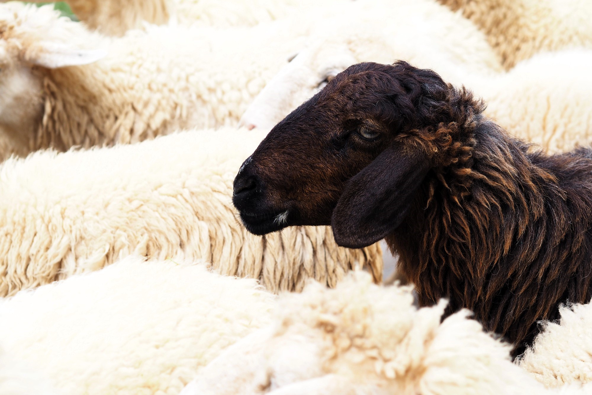 A single brown sheep stands out among a flock of white sheep. The brown sheep is in focus, surrounded by the soft texture of woolly white companions, creating a striking contrast.