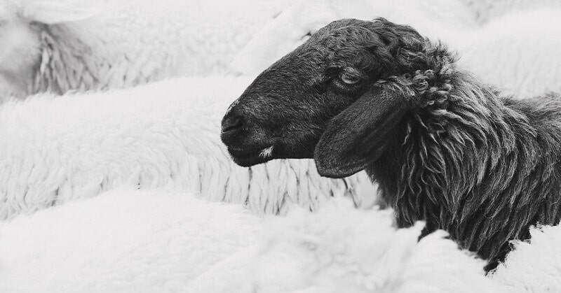 On Being The Black Sheep Of The Family Signs Effects Coping Mechanisms