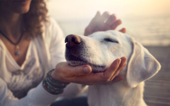 A person with curly hair gently cradles the face of a white dog, who has its eyes closed and appears content. They are outdoors near a body of water. The person is wearing a long-sleeved shirt and bracelets. The scene conveys a sense of calm and affection.