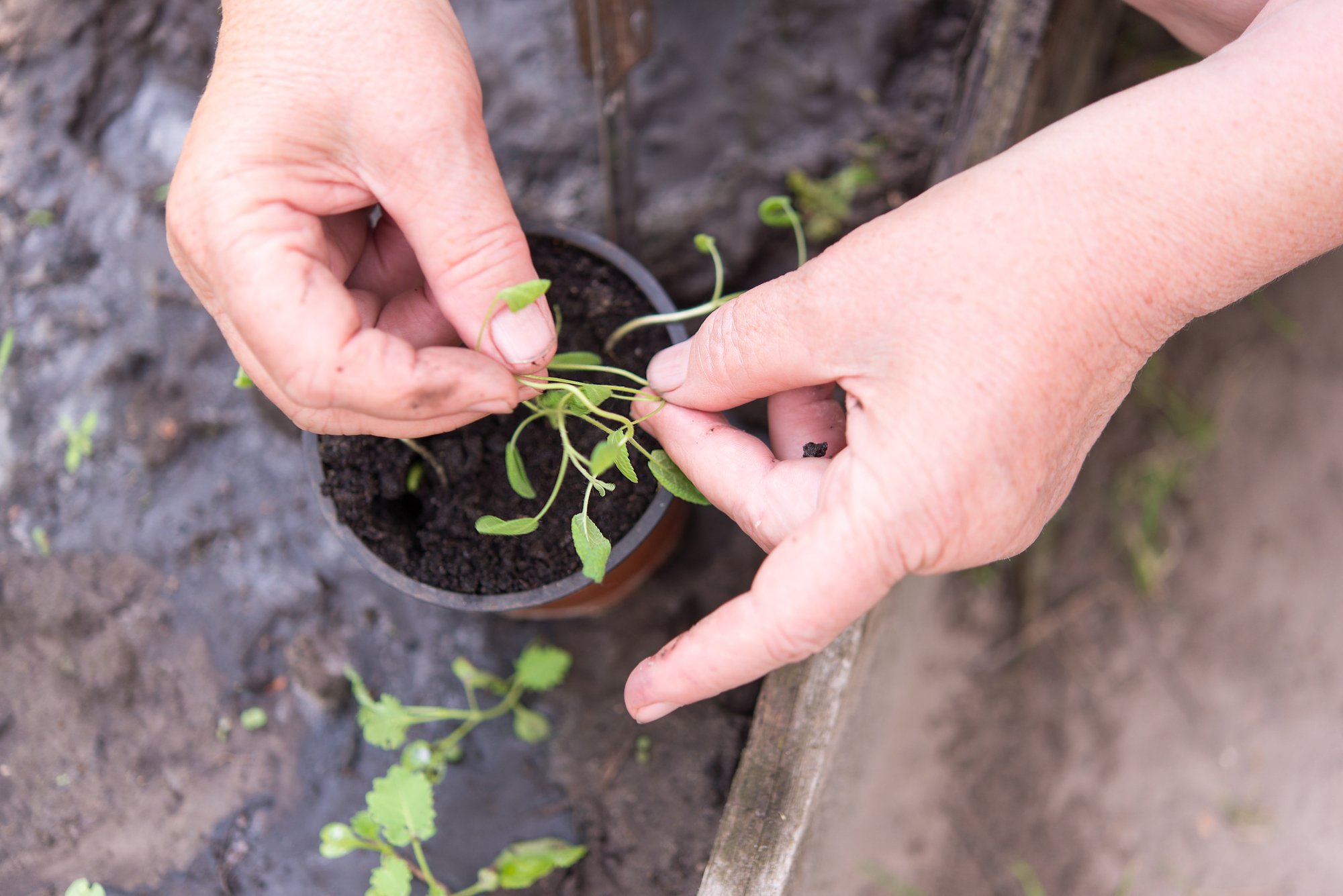 A pair of hands carefully handling small green seedlings over a pot filled with soil. The person appears to be gardening, preparing young plants for transplanting. The background shows a muddy surface, indicating outdoor gardening activity.