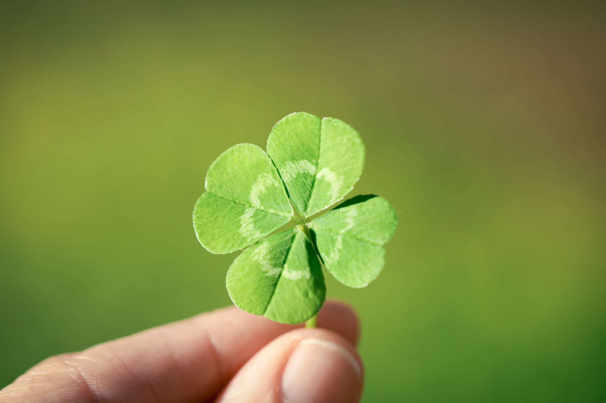 A close-up of a hand holding a four-leaf clover against a blurred green background. The clover has bright green leaves with a lighter, almost white pattern near the center. The blurred background provides a soft, natural setting.