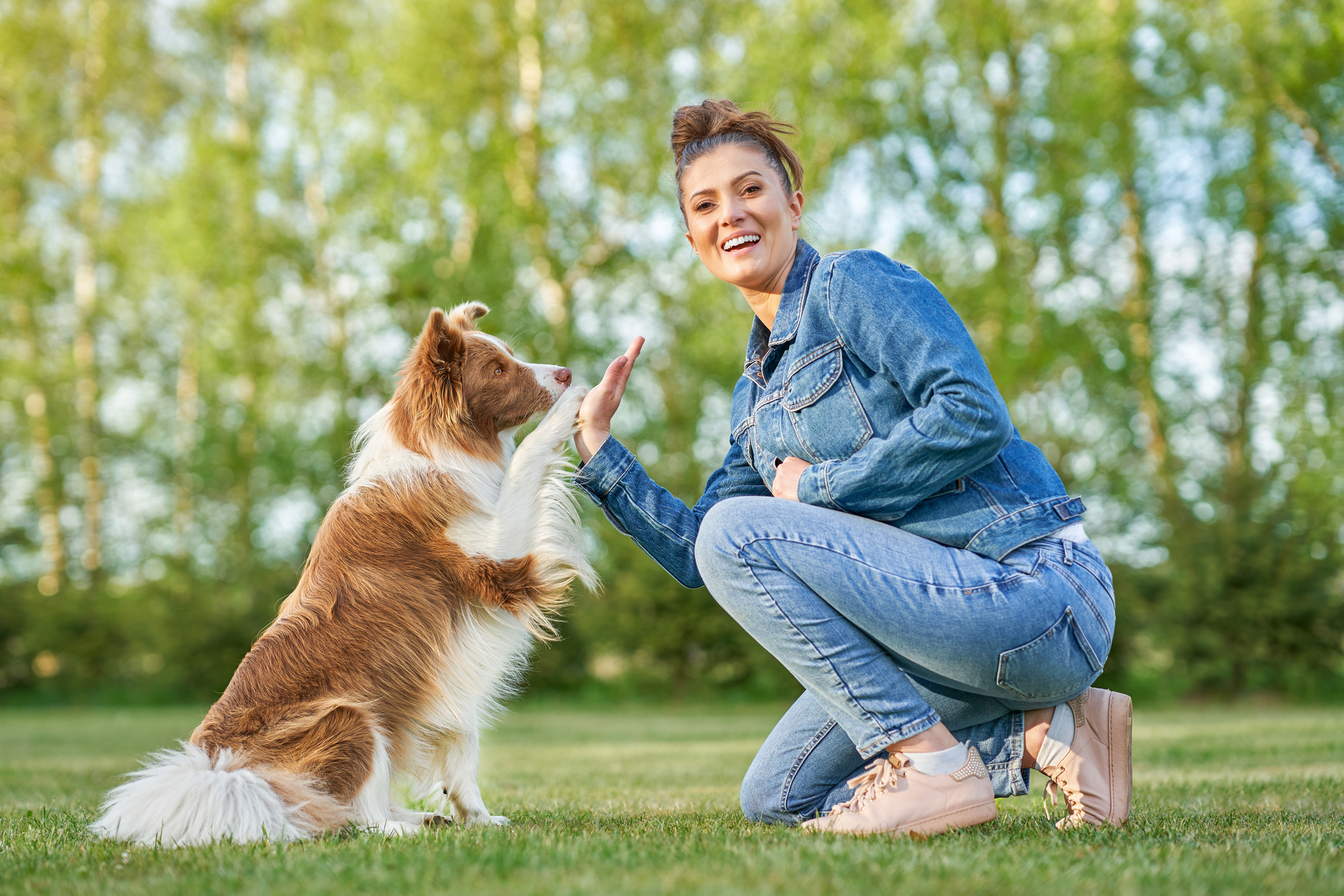 A woman in a denim jacket and jeans kneels on grass, giving a high-five to a brown and white dog. They are outdoors on a sunny day, with a background of green trees and a clear sky, both appearing happy and engaged in the activity.