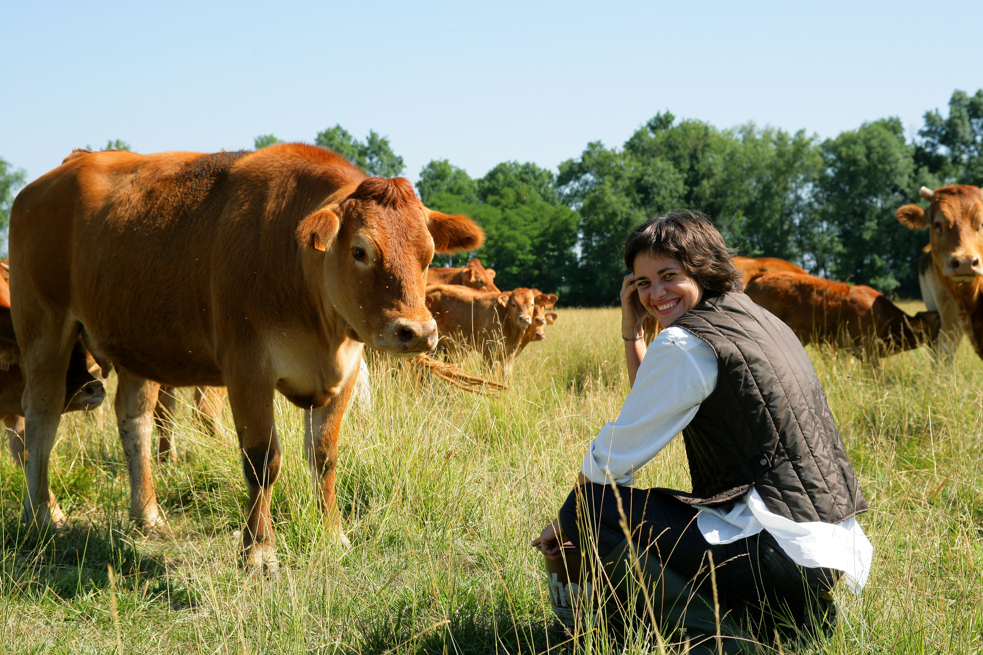 A person with short hair, wearing a white shirt and dark vest, crouches in a grassy field surrounded by several brown cows. The person smiles and looks towards the camera. Trees are visible in the background under a clear blue sky.