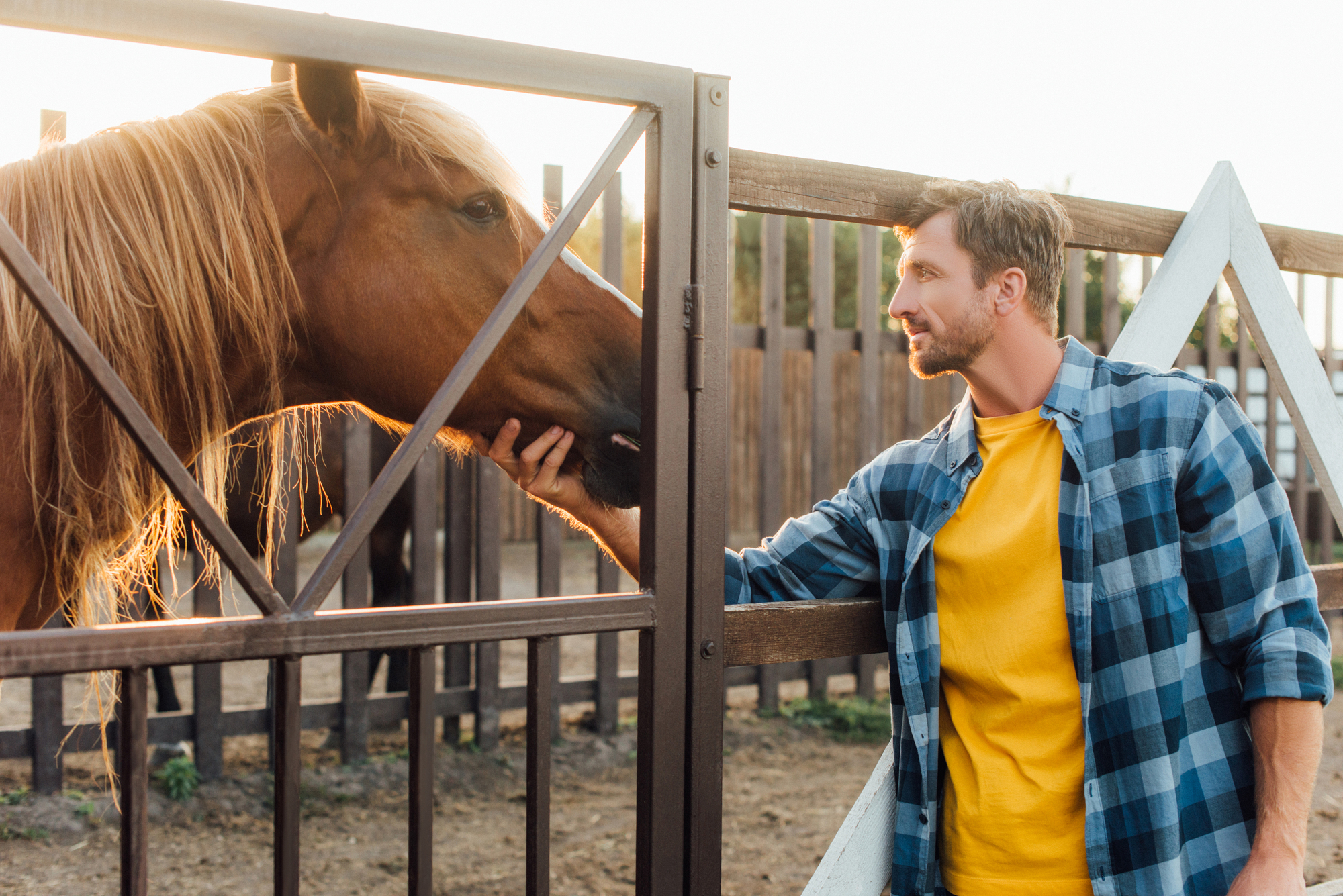 A man in a yellow shirt and blue plaid jacket is gently touching the muzzle of a brown horse over a wooden fence in a sunlit outdoor enclosure. The horse leans toward him, and the scene is calm and friendly.