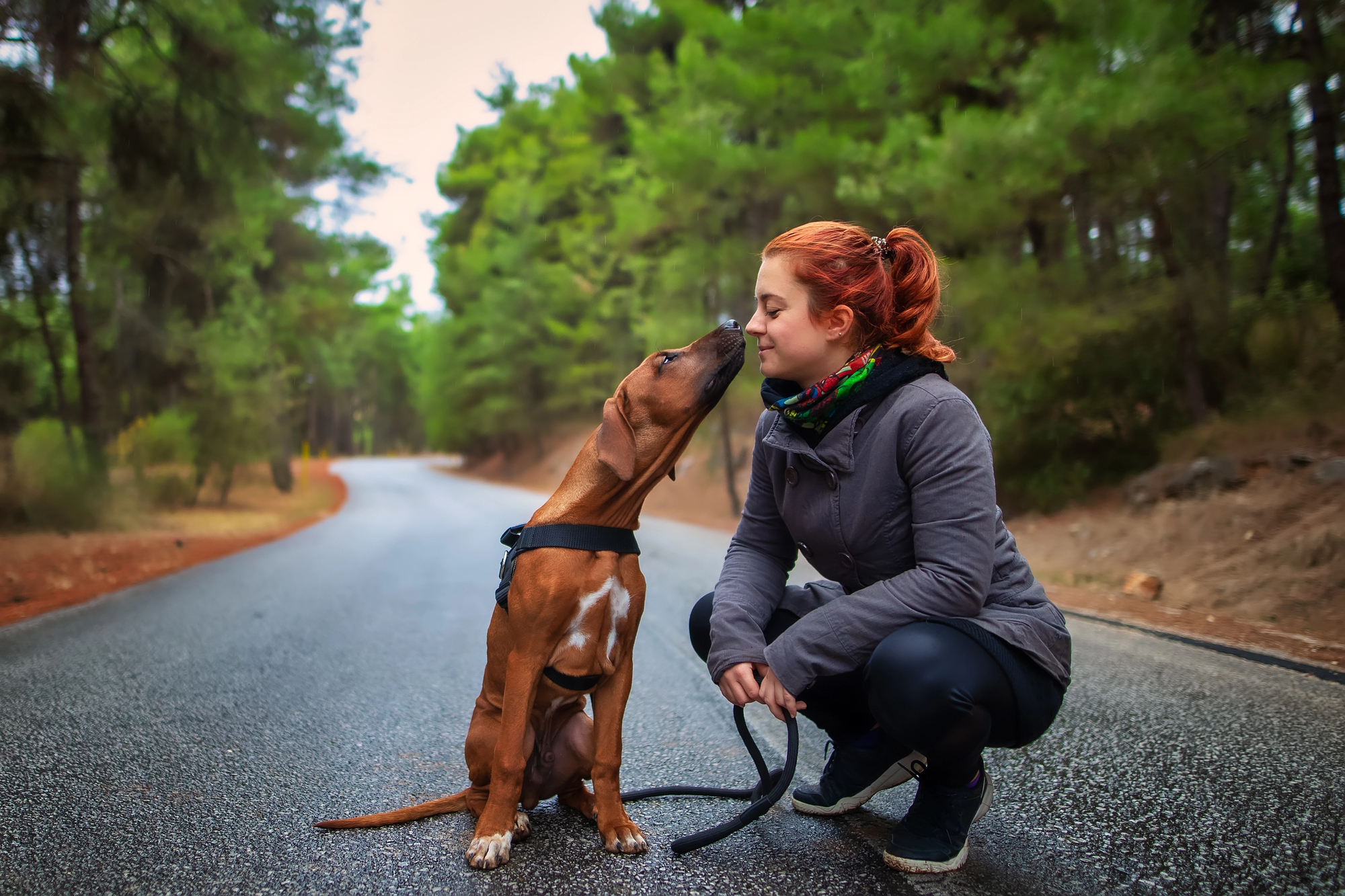 A woman with red hair is kneeling on a road in a forest, smiling while a brown dog with white markings on its chest and paws, wearing a harness, gently touches her nose with its nose. The background features trees and a winding road.