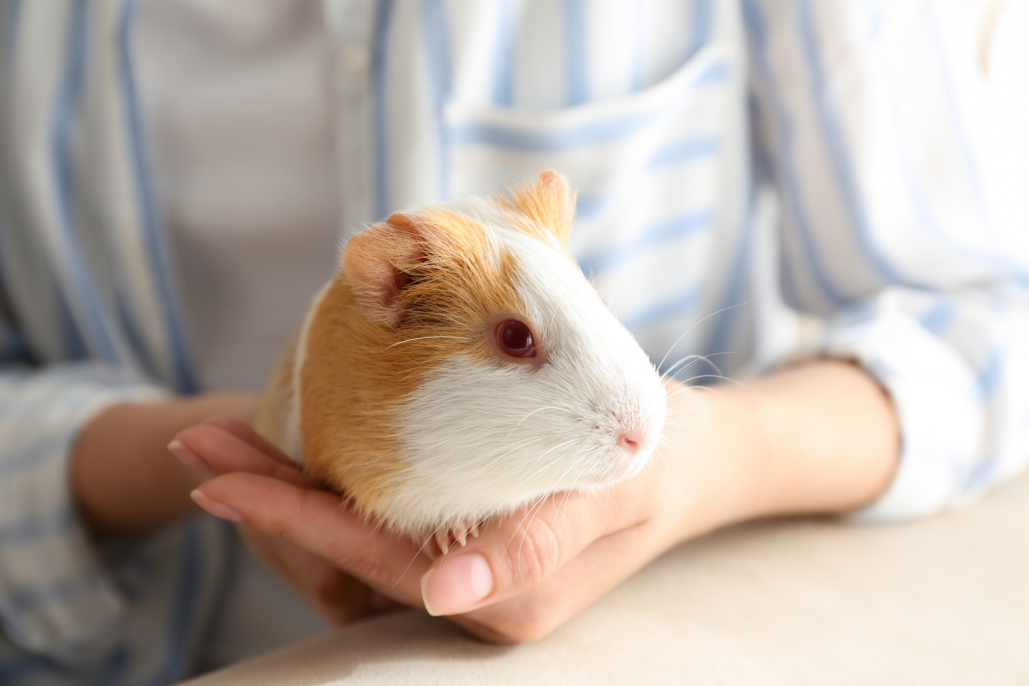 A person in a striped blue and white shirt gently holds a guinea pig with white and light brown fur. The guinea pig's ears are slightly perked and it looks attentively forward. The person's hands cradle the pet securely.