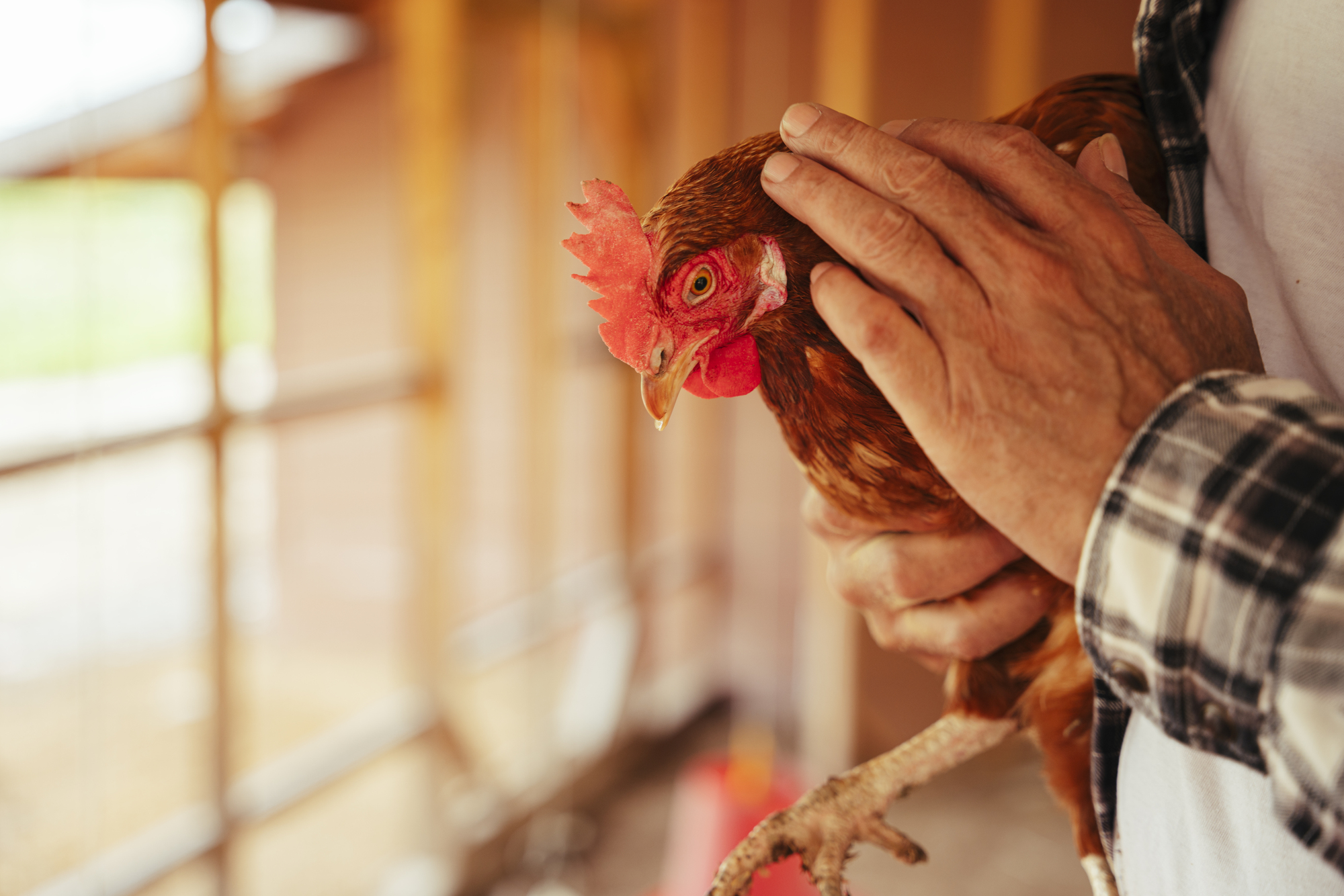 A person wearing a plaid shirt gently holds a brown chicken in their hands. The chicken, with bright red comb and wattles, looks calm and is positioned close to the person's chest. The background is blurred, suggesting an indoor setting, possibly a barn or coop.