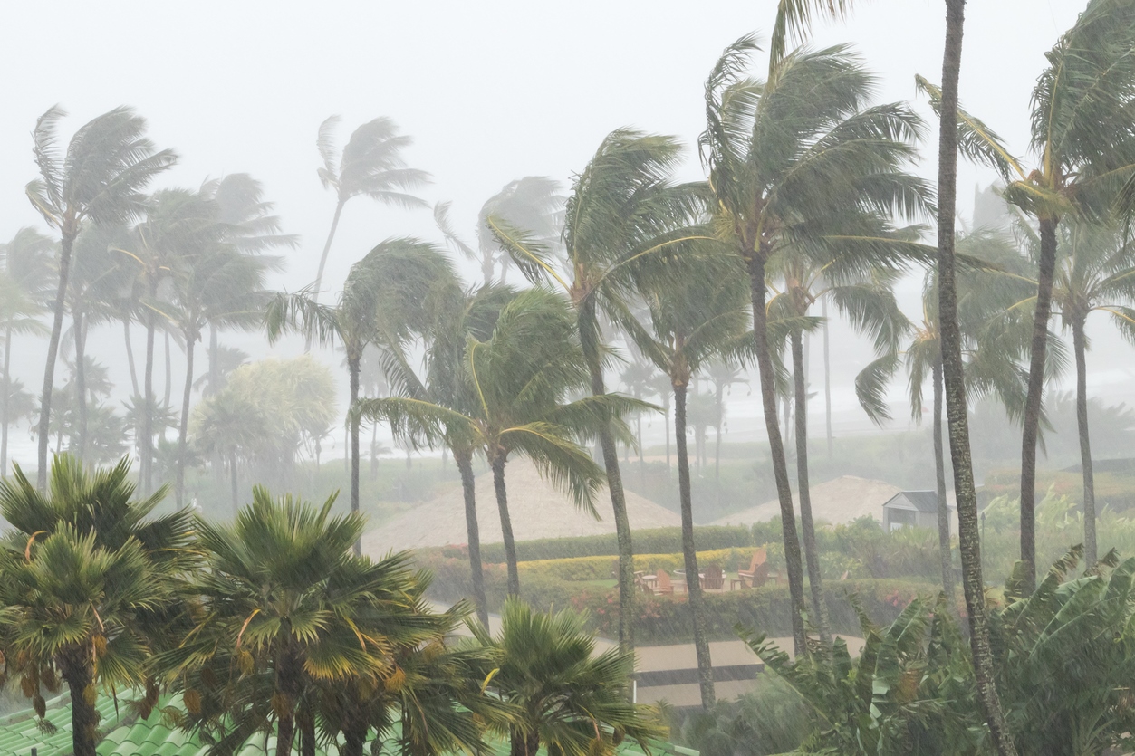 Palm trees swaying violently in strong winds and heavy rain, indicating a stormy weather. The background is blurred due to the mist and rain, adding to the overall sense of intense weather conditions.