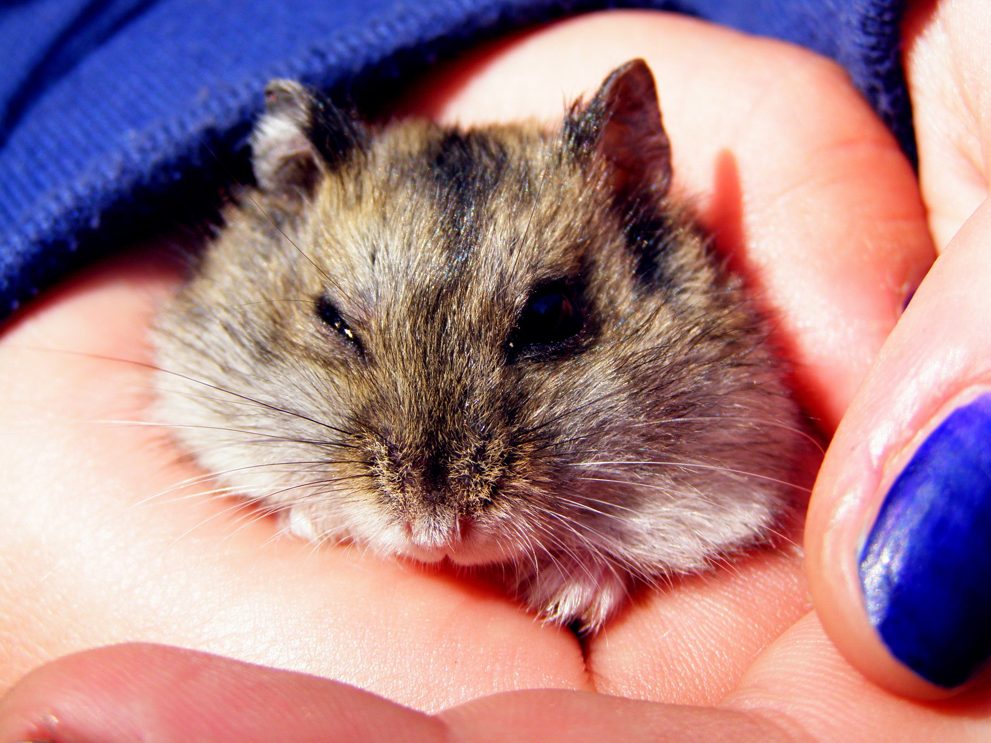 A small, fluffy hamster with a light brown and white fur coat is being gently held in someone's hand. The person has short nails painted blue. The hamster's cheeks are puffed up, and one eye is slightly closed. A dark blue cloth is visible in the background.