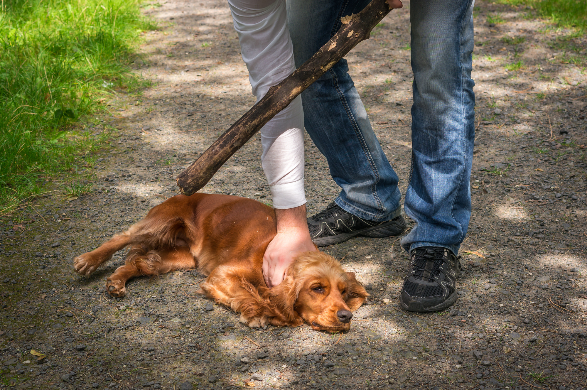 A person holds a stick and rests a hand on a relaxed brown dog lying on a dirt path. Sunlight filters through the surrounding trees, casting dappled shadows on the ground. The scene is peaceful and in a natural setting.