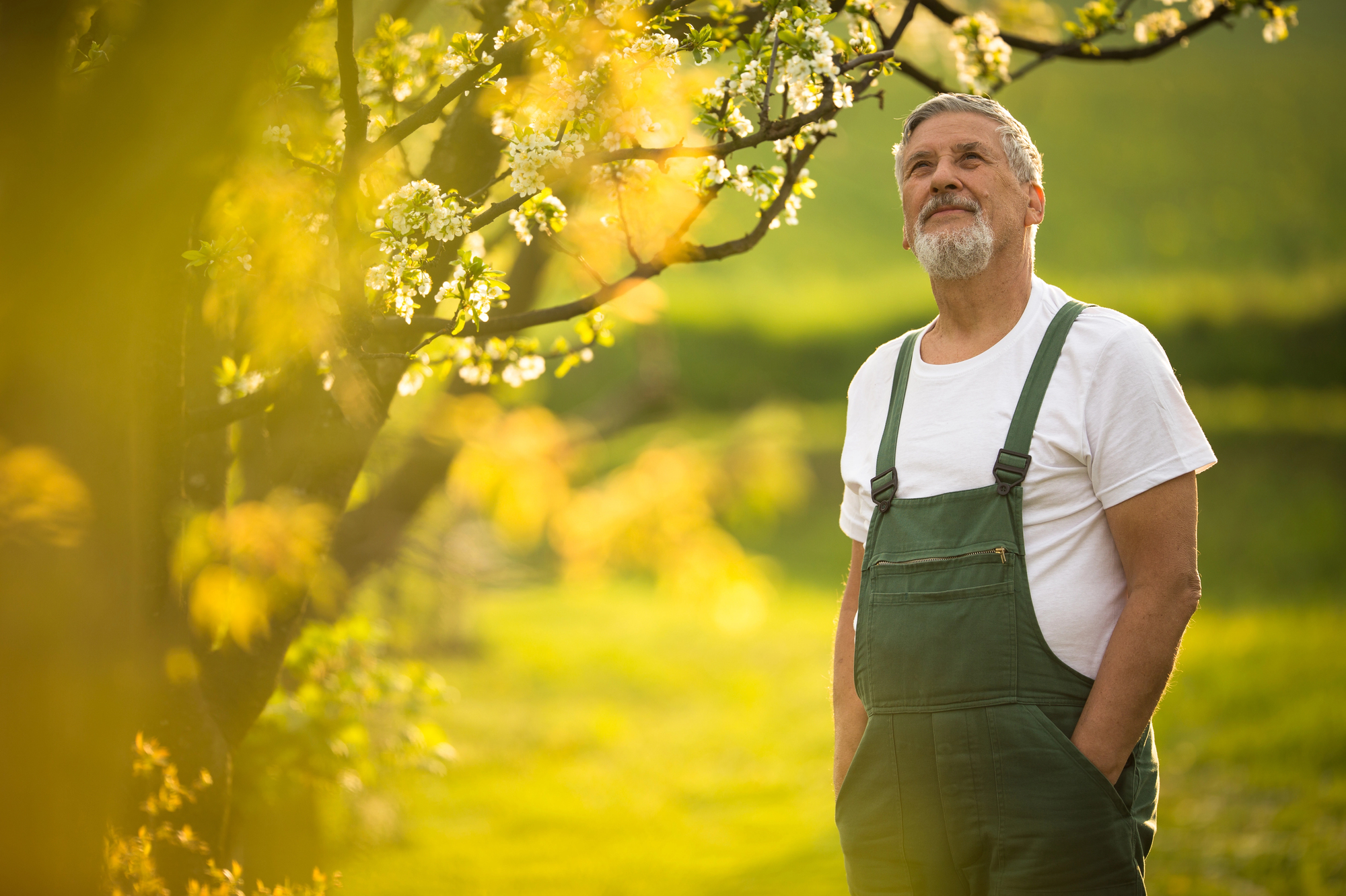 An older man with a gray beard stands outdoors in a grassy area, wearing a white t-shirt and green overalls. He looks upward thoughtfully, surrounded by trees with blossoms in warm, soft sunlight.