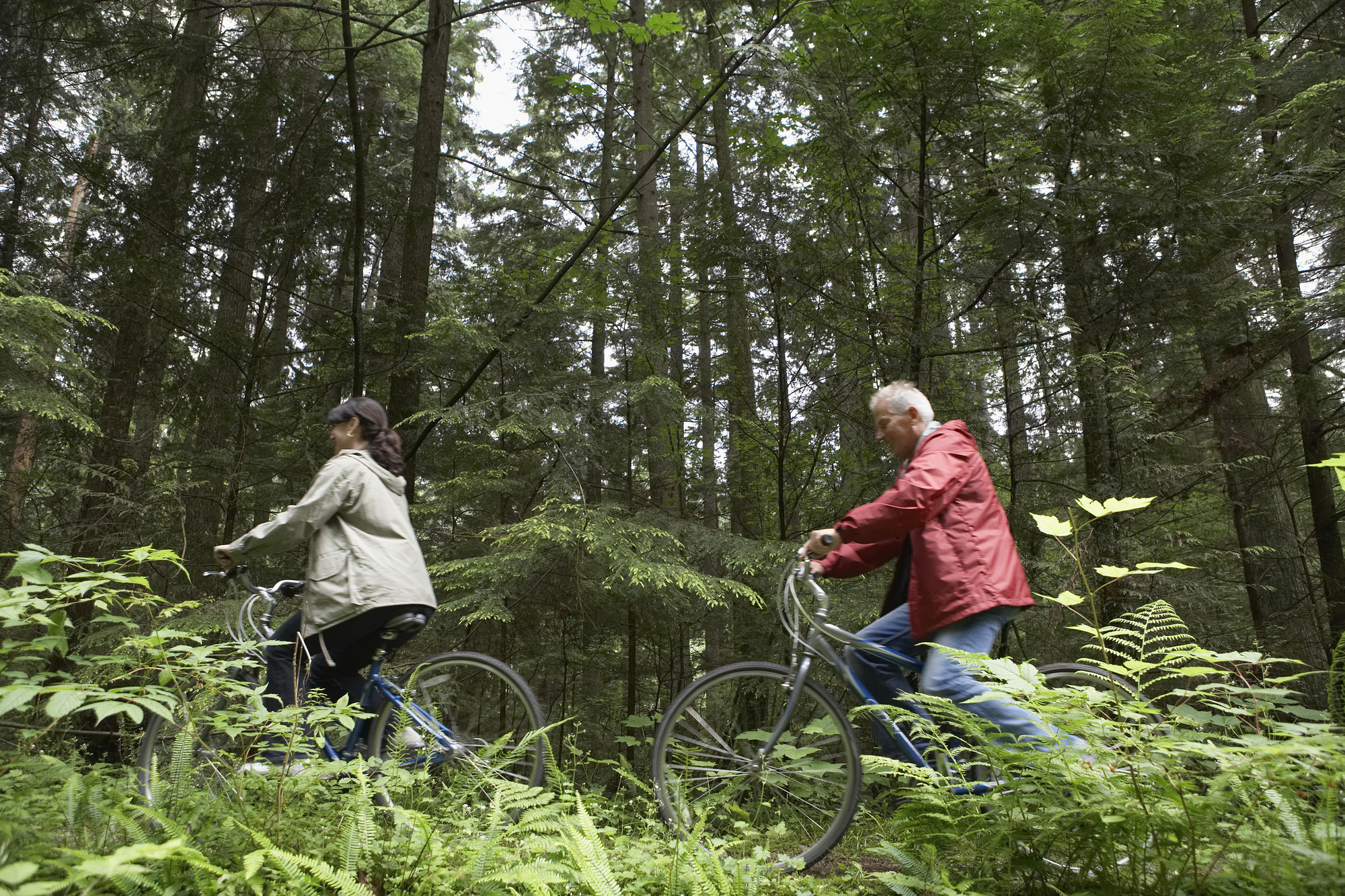 Two people are riding bicycles through a lush, green forest. They are dressed in jackets and are surrounded by tall trees and undergrowth, creating a serene, natural setting.