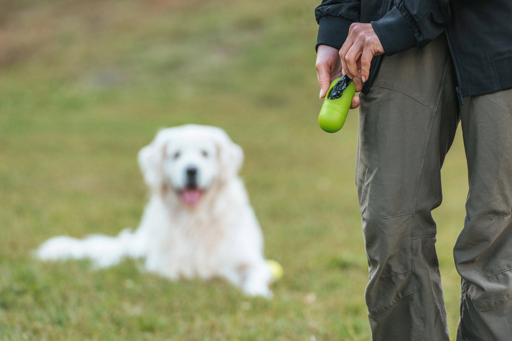 A person is holding a green dog waste bag dispenser, standing on grass. In the blurred background, a large white dog is lying down, looking forward with its tongue out.