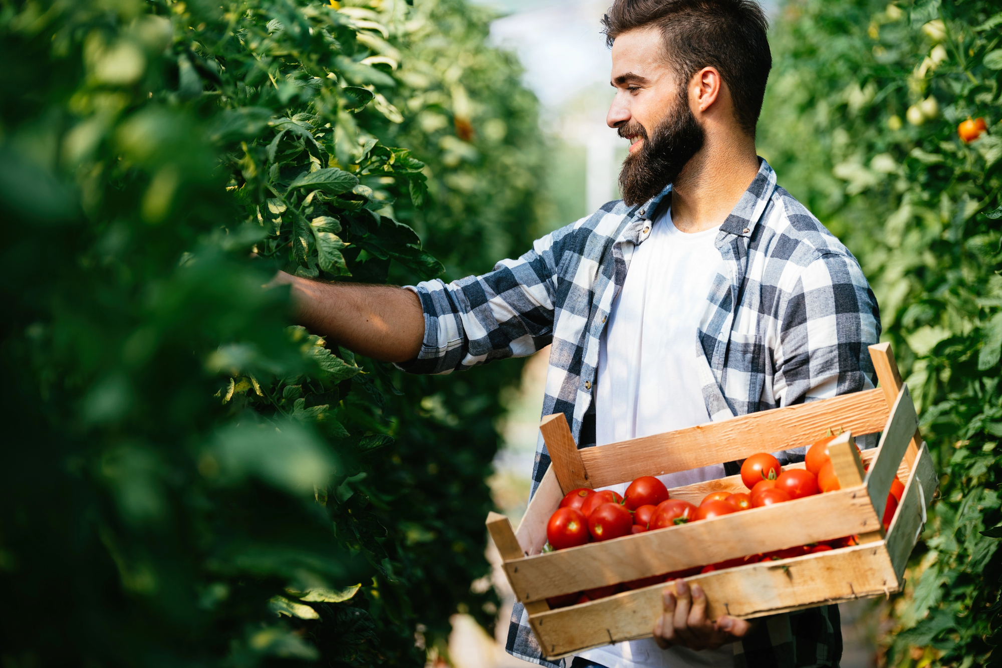 A bearded man wearing a checkered shirt is holding a wooden crate filled with ripe tomatoes. He is smiling and reaching towards a tomato plant in a lush green garden or greenhouse.