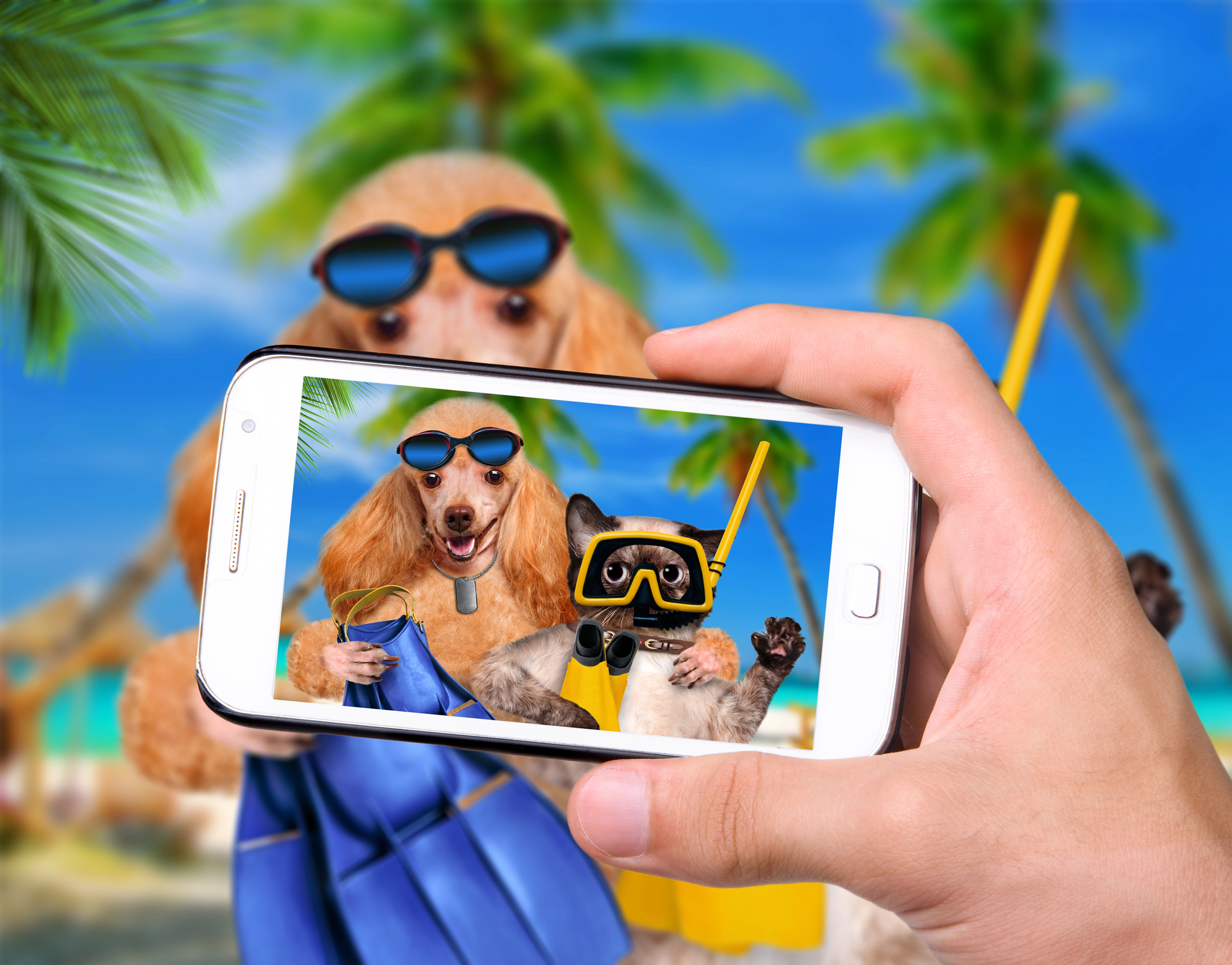 A hand holds a smartphone capturing two dogs in summer outfits, wearing sunglasses and snorkel gear. Tropical beach with palm trees in the background.