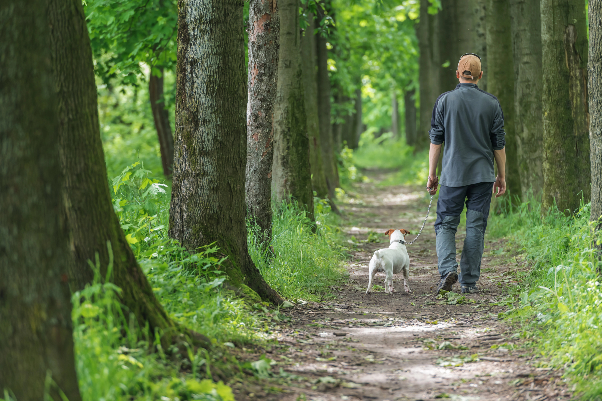 A person wearing a cap walks down a tree-lined dirt path with a small dog. The scene is lush and green, suggesting a summer or spring day in a forest or park. The pathway is dappled with sunlight filtering through the leaves.