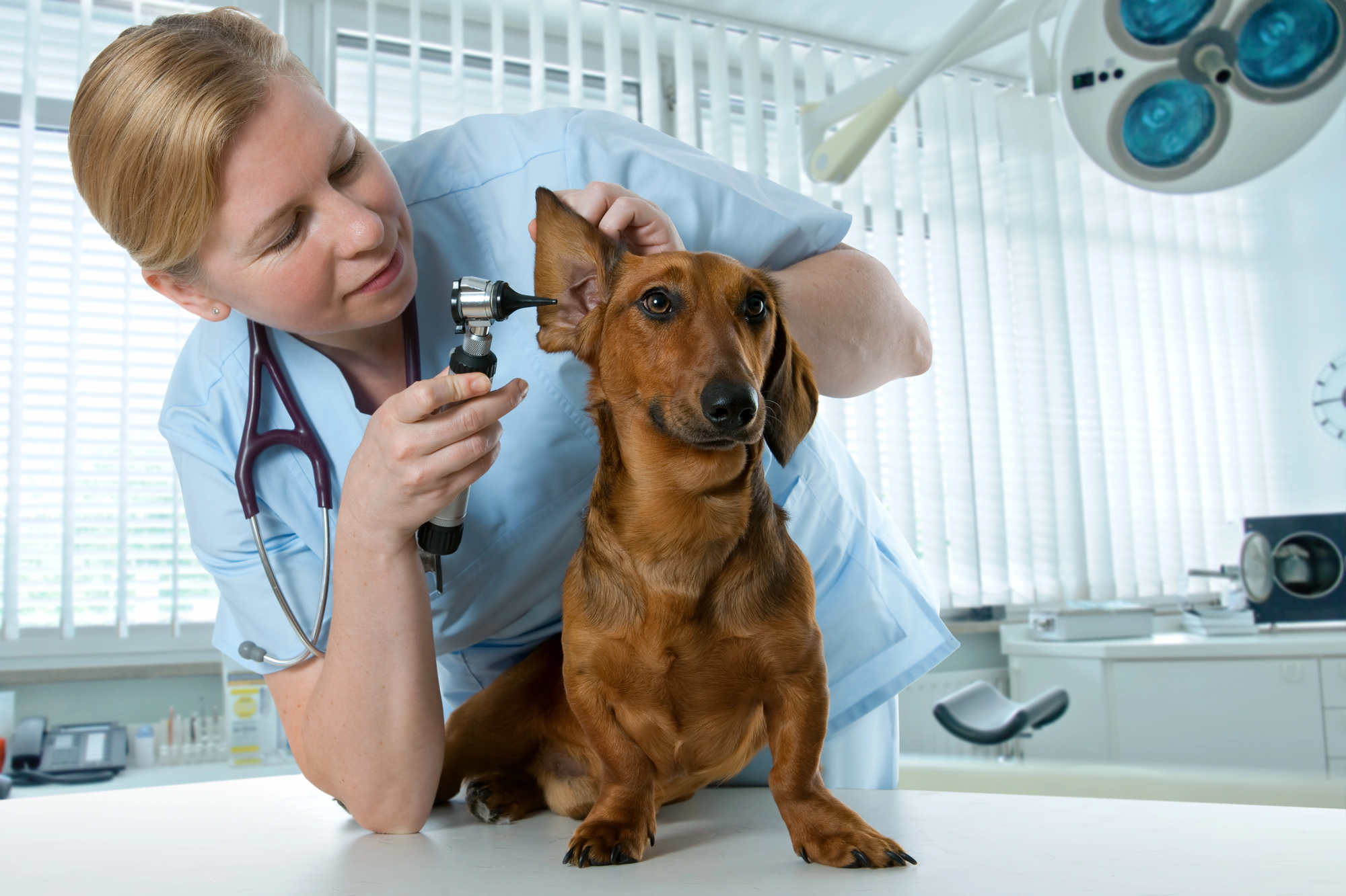 A veterinarian examines a dachshund's ear with an otoscope in a bright clinic. The dog is standing calmly on a table, while the vet, wearing blue scrubs and a stethoscope, focuses intently on her work.