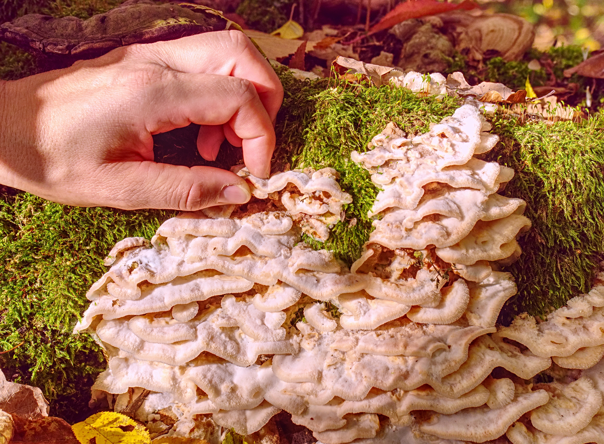 A hand gently touches a cluster of white, layered mushrooms growing on a moss-covered surface in a forest. Surrounding the mushrooms are fallen leaves and natural forest debris, bathed in warm sunlight.