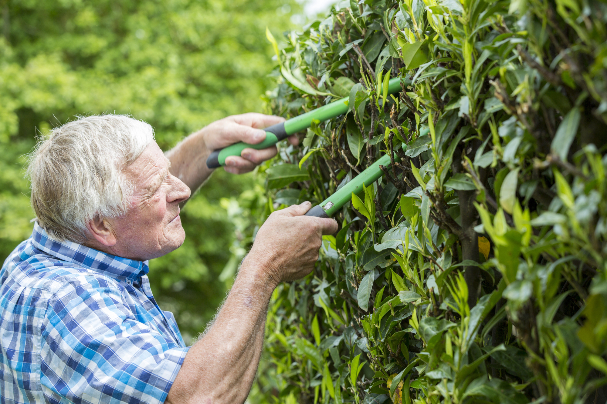 An elderly man with gray hair is trimming a dense green hedge using large pruning shears. He is wearing a blue and white checkered shirt, focused on his gardening task on a sunny day.